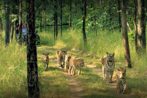 From Delhi: Tiger Safari and Golden Triangle Tour Transport, Guide, Ticket & 4 Star Hotel with Daily Breakfast