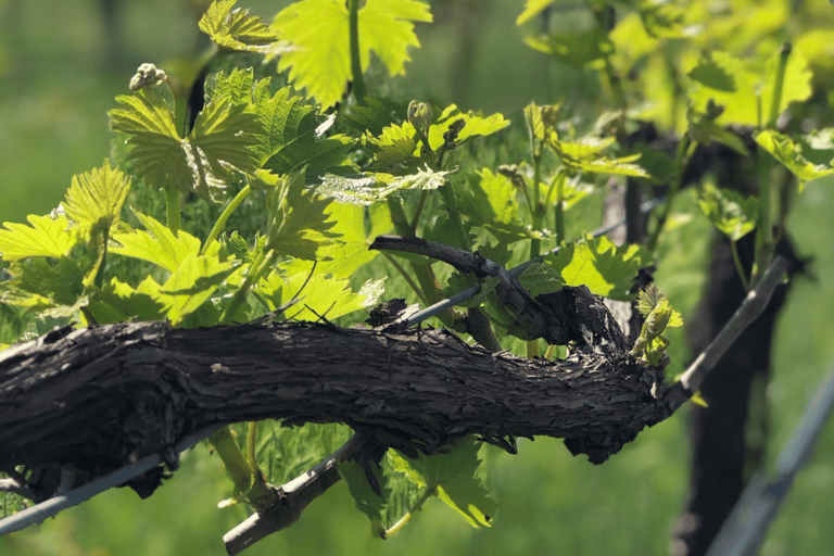 Balsamic Vinegar, Wine Tasting & Tour near Parma & Reggio Balsamic Vinegar & Wine Tasting in Reggio Emilia - Italiano