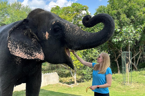 Jaipur: Hathigao Elephant Village Ride, Feeding, & Photos Riding, Feeding, Climbing And Photography with Elephant