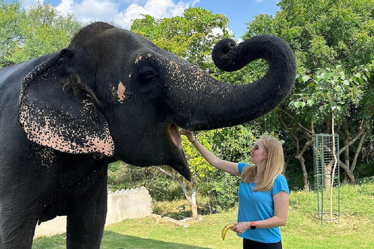 Jaipur: Hathigao Elephant Village Ride, Feeding, & Photos Riding, Feeding, Climbing And Photography with Elephant