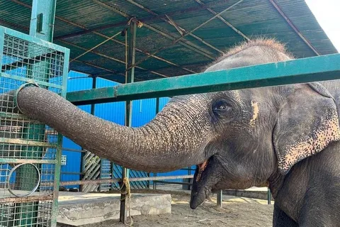 From Agra: Visit to Wildlife SOS Elephant Conservation Trip