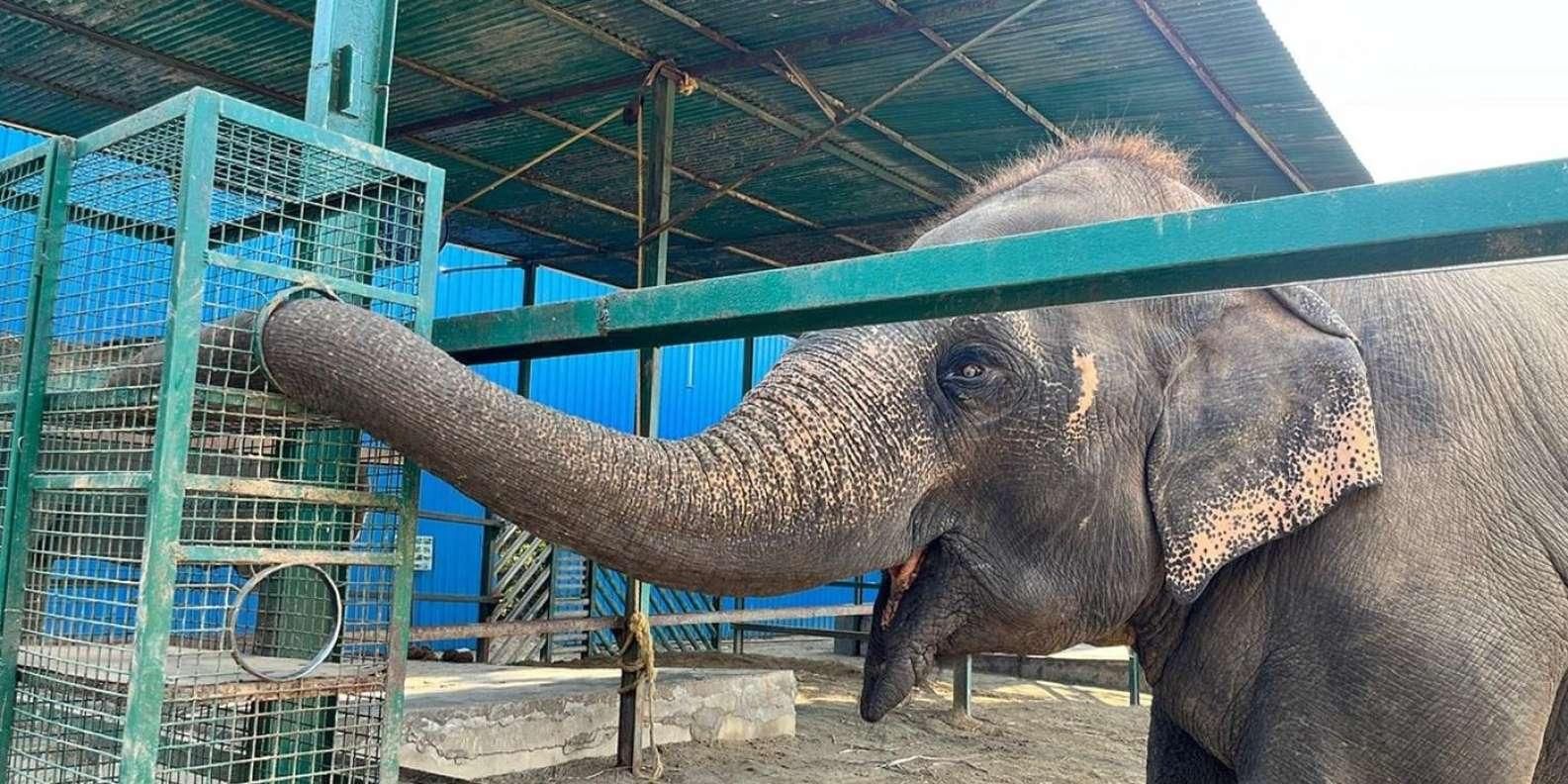 Von Agra aus: Besuch bei Wildlife SOS Elephant Conservation Trip