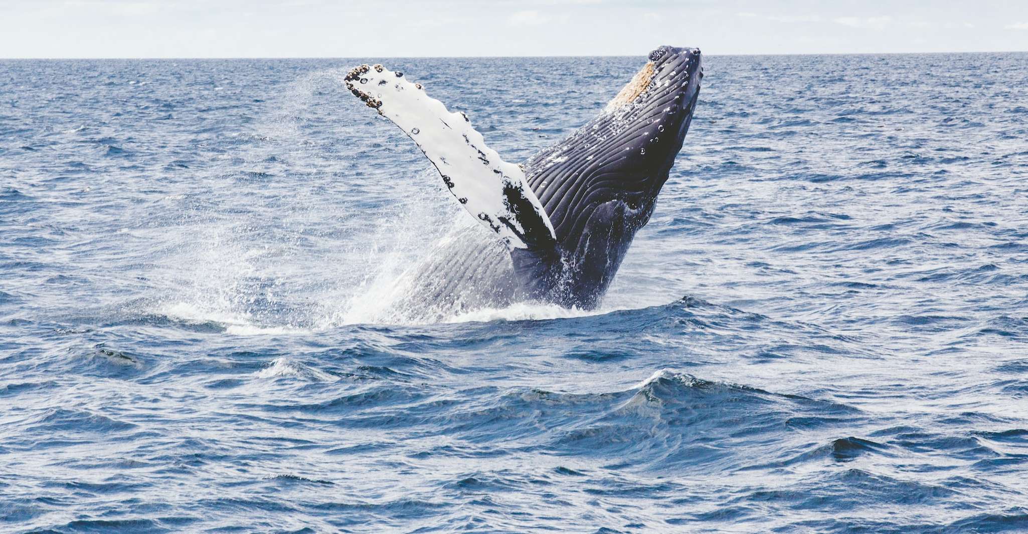 Whale Watching in Kalpitiya - Housity