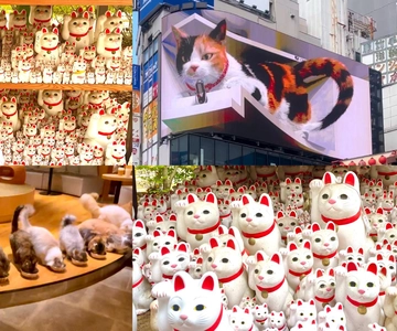 Tóquio: Templo dos Gatos de Gotokuji, Café dos Gatos de Shinjuku e Visita aos Gatos em 3D