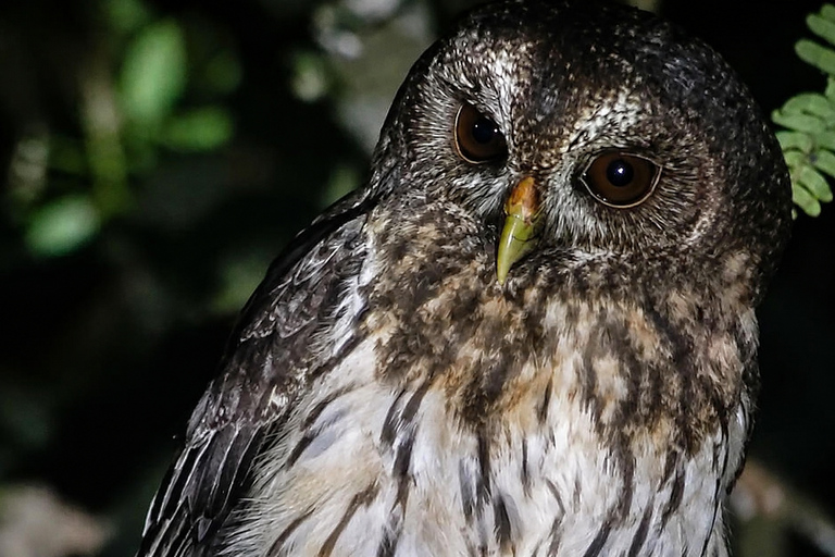 Monteverde: Night Walk with Optic Gear & Sunset Start