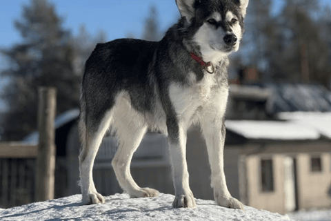 Experience the Magic of Lapland with Sled Husky Adventures Classic Husky Tour (5km)