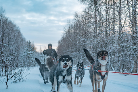 Kuoksa Husky & Reindeer Adventure