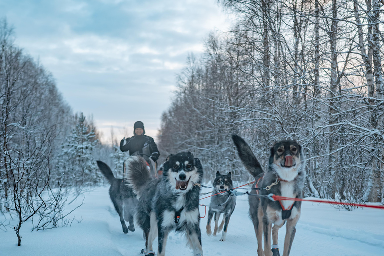 Kuoksa Husky & Reindeer Adventure