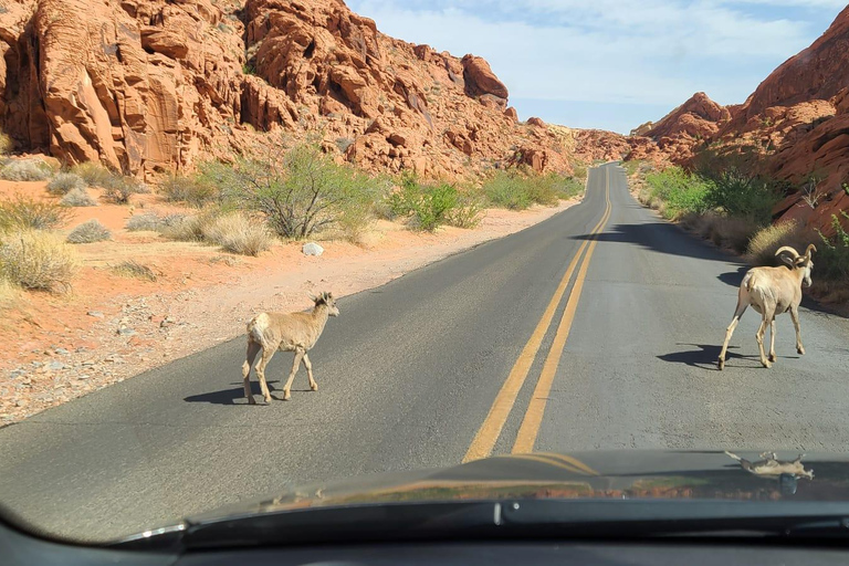 لاس فيغاس: جولة وادي النار ووادي الصخور الحمراء