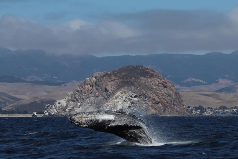 Morro Bay: Whale Watching with Lost Isle Adventures