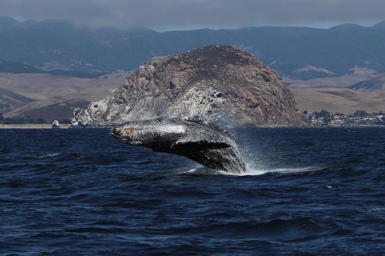 Morro Bay: Whale Watching with Lost Isle Adventures