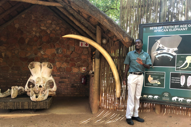 Johannesburg : Safari à l&#039;éléphant, à cheval et au lion