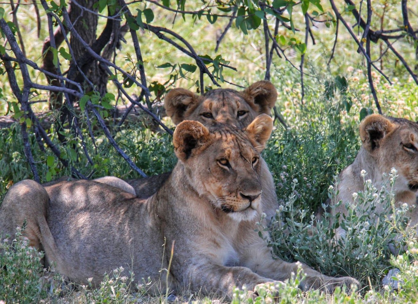 Etosha Nationalpark: Heldags eller halvdags game drive