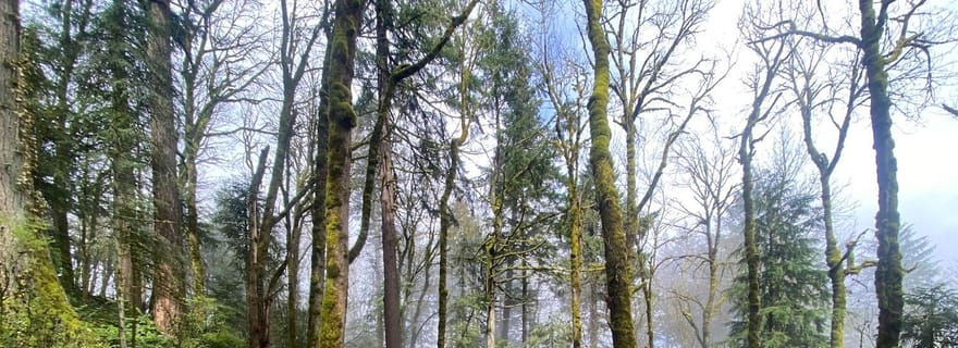Portland, Oregon : randonnée guidée dans le parc Forest et le château des sorcières