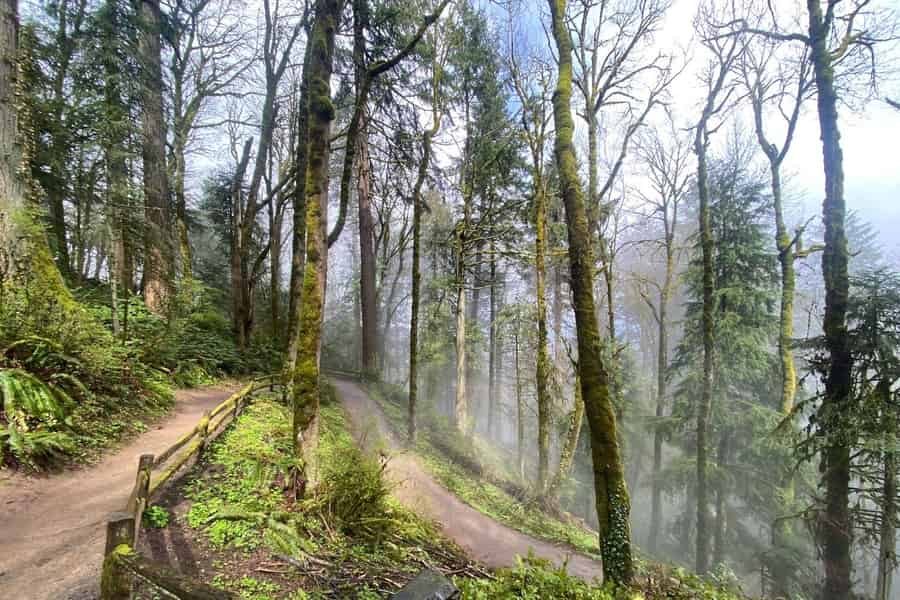 Portland, Oregon: Geführte Wanderung im Forest Park mit Hexenschloss. Foto: GetYourGuide Portland, Oregon: Geführte Wanderung im Forest Park mit Hexenschloss. Foto: GetYourGuide