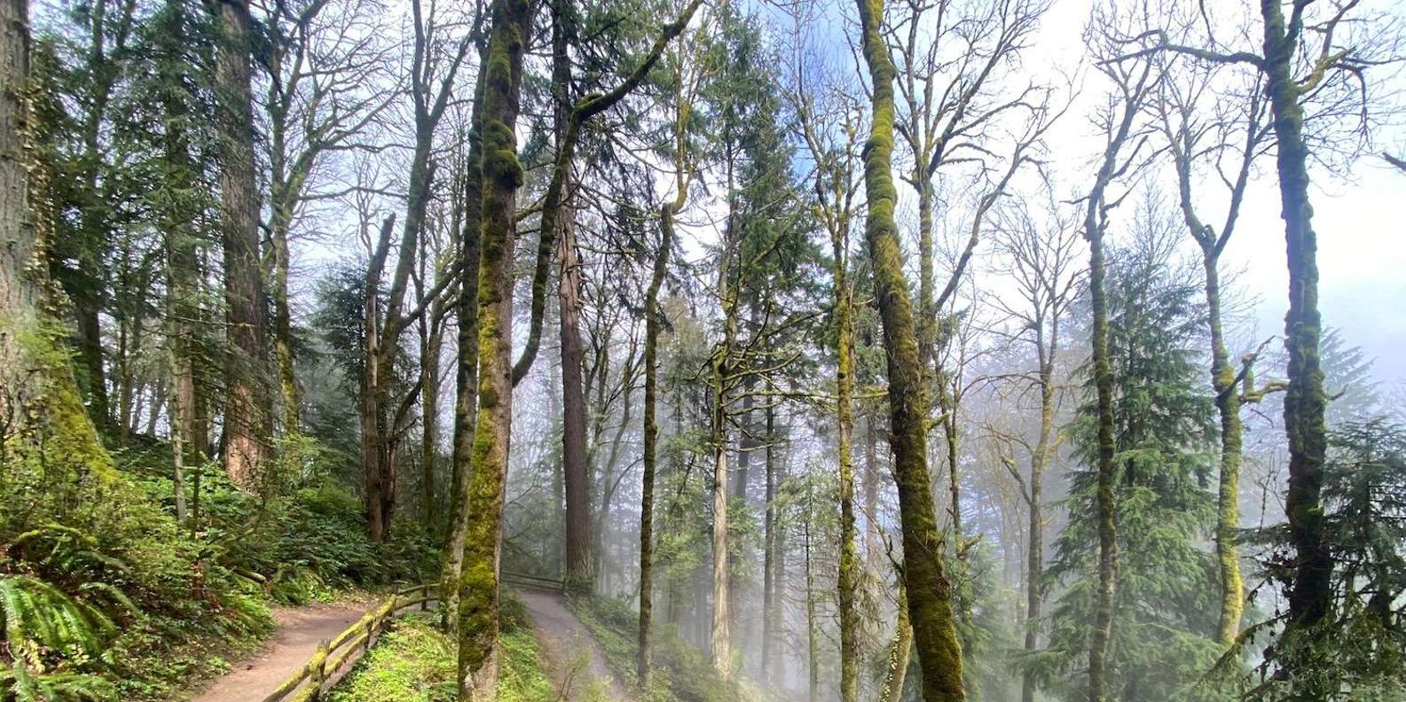 Portland: Forest Park Guided Hike with Witches Castle GetYourGuide