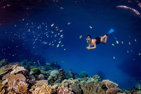 Cairns: Great Barrier Reef Snorkeling Tour with Lunch