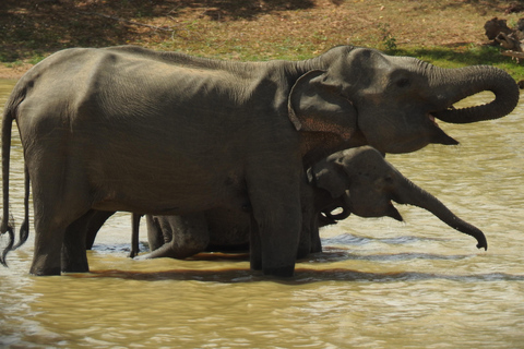 From Ella & Yala Safari and drop Waligama, Mirissa, Tangalle Yala Leopard and Elephants safari Full day