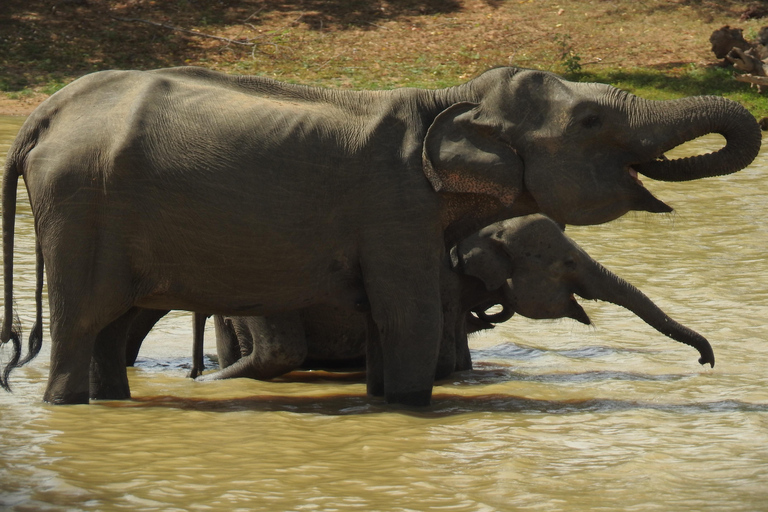 From Ella & Yala Safari and drop Waligama, Mirissa, Tangalle Yala Leopard and Elephants safari Full day