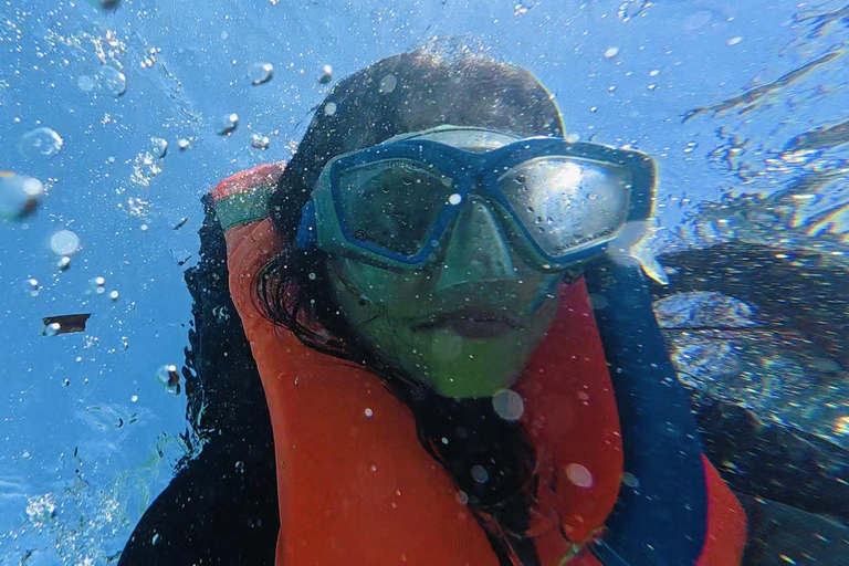 Cebu: Oslob Whale Sharks, Aguinid Falls & Moalboal Snorkling Shared Tour Option