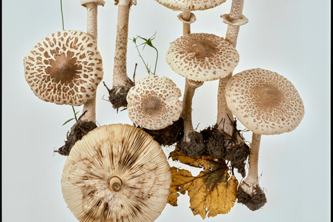 ETH Zurich Tour: Trace Search