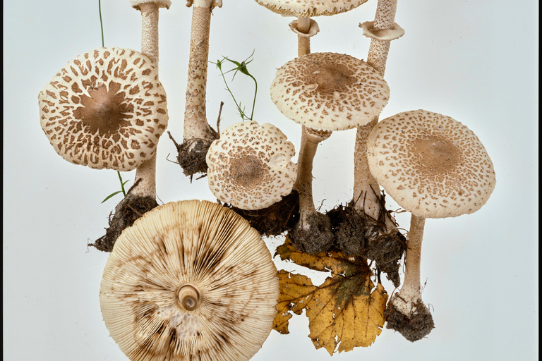 ETH Zurich Tour: Trace Search