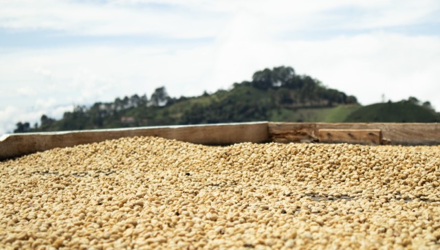 Visit Jericó Coffee tour with tasting and souvenir included in Ciudad Bolívar