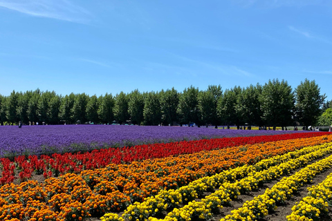 Hokkaido Summer Nature Experience: Furano & Biei