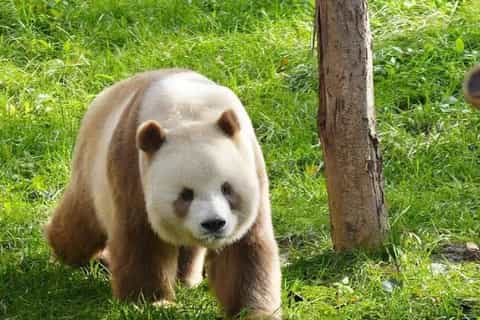 The best Xi'an Panda encounters - 2026 (Verified Reviews)