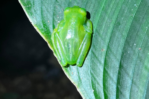 Monteverde: Nocny spacer po rezerwacie przyrody Monteverde Wildlife Refuge