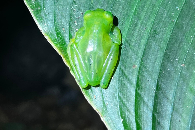 Monteverde: Nocny spacer po rezerwacie przyrody Monteverde Wildlife Refuge