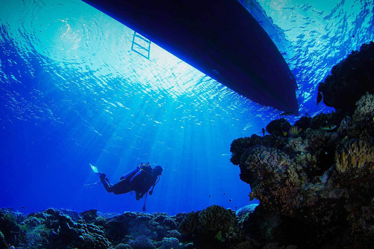 Le meraviglie oceaniche di Gedda: Immergiti nel Mar Rosso