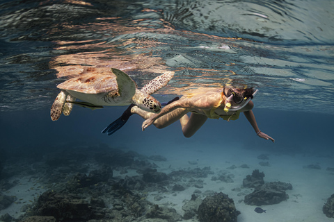 Turtle Snorkeling Aruba with Underwater video