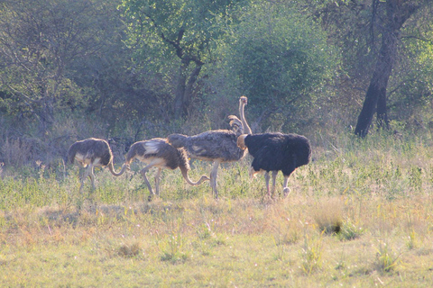 Gaborone: City Tour with Game Drive and Tswana Cuisine
