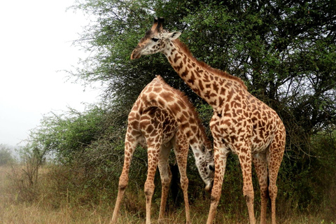 纳库鲁湖公园野生动物园之旅和纳瓦沙湖乘船游览纳库鲁湖公园野生动物园之旅和纳瓦沙湖游船之旅