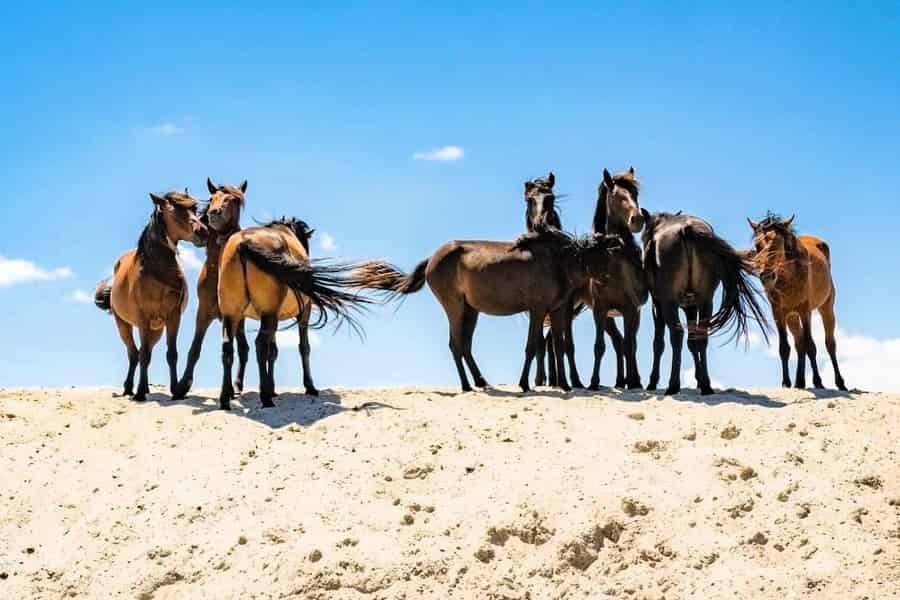 Tulcea: Donaudelta-Tour, Mila 23, Letea & Strand von Sulina. Foto: GetYourGuide Tulcea: Donaudelta-Tour, Mila 23, Letea & Strand von Sulina. Foto: GetYourGuide