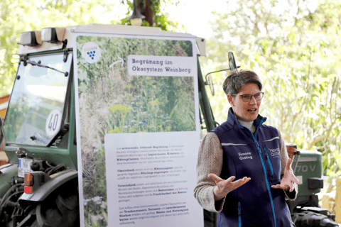 Organic wine discovery tour with tasting at the Mohr-Gutting organic winery (Palatinate)