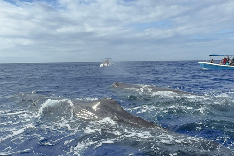 Unique whale watching experience in Mauritius