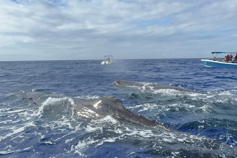 Unique whale watching experience in Mauritius