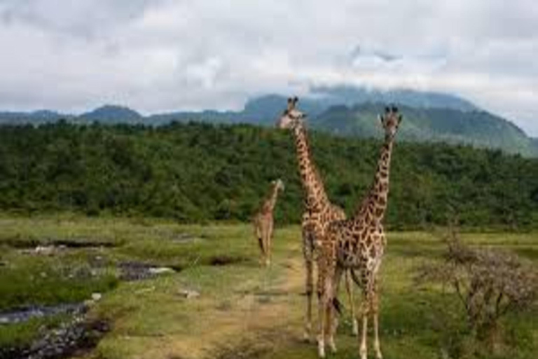 Arusha: Excursão de um dia ao Parque Nacional com Safari a Pé