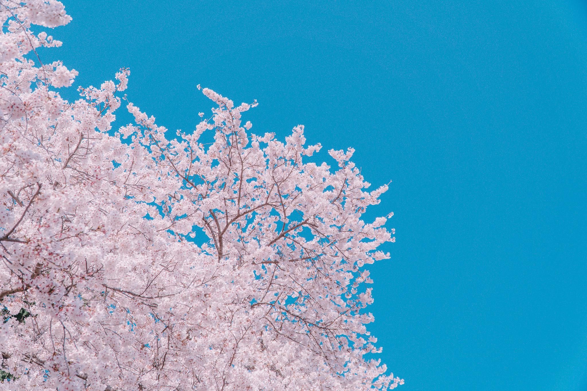 Ab Busan: Geführte Tagestour zum Kirschblütenfest in Jinhae