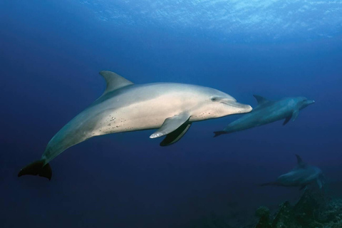Hurghada: Excursión en barco a la Casa de los Delfines con snorkel