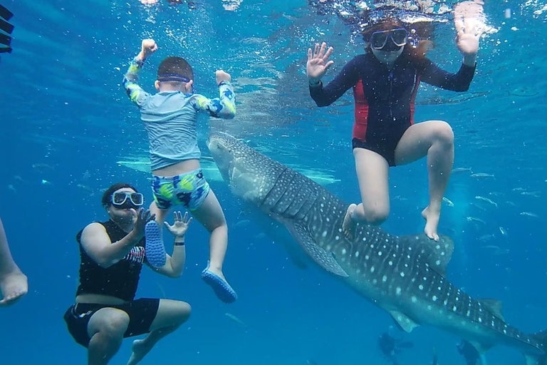 Cebu: Oslob Whale Sharks, Kawasan Fall & Moalboal Sardines Join/Shared Tour Option