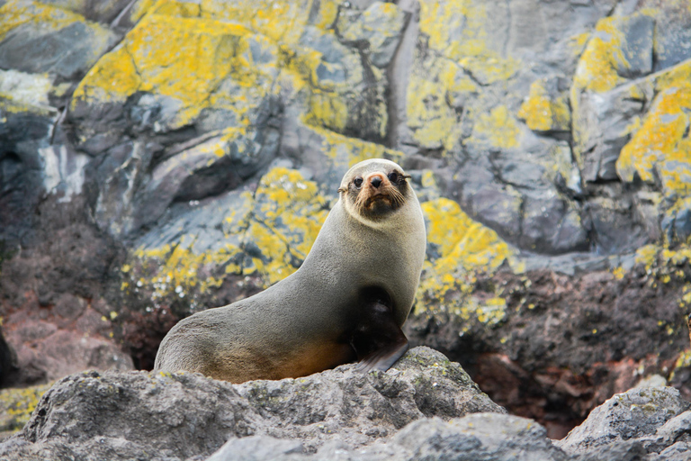 From Christchurch: Akaroa Day Tour with Nature Cruise