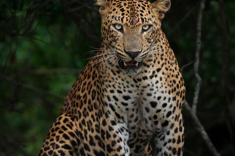 Yala: All-Inclusive Leopard Safari with Driver & Tickets