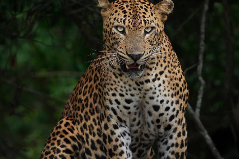 Yala: All-Inclusive Leopard Safari with Driver & Tickets