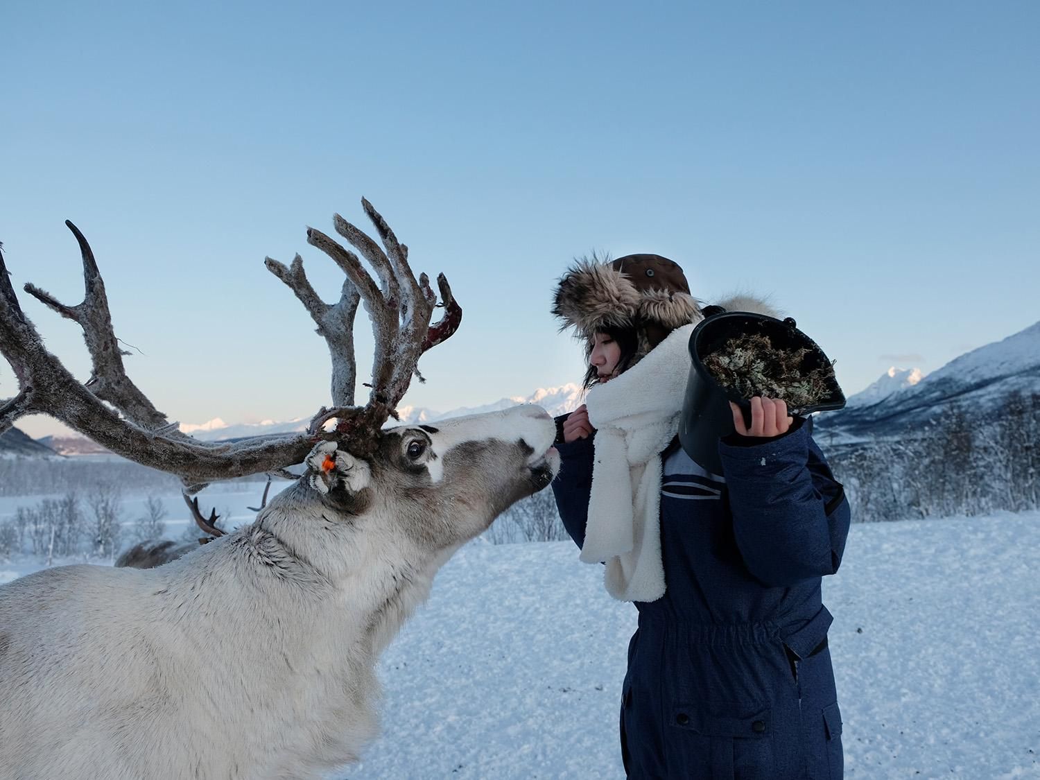 Von Tromsø aus: Rentierfütterung und Sami-Erlebnis mit Mittagessen
