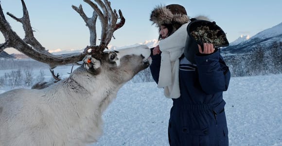 Von Tromsø aus: Rentierfütterung und Sami-Erlebnis mit Mittagessen