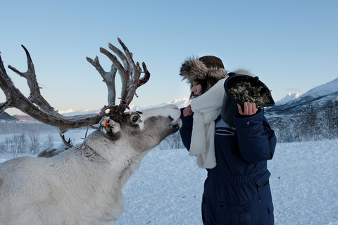 From Tromsø: Reindeer Feeding and Sami Experience with Lunch