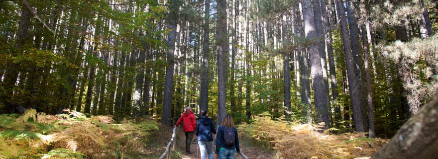 Camigliatello : Visite de la Réserve des Géants et Dégustation de Vin